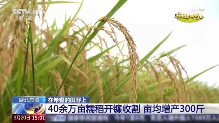 央视聚焦！LETOU乐投这台“收稻神器”刷屏湖北野外